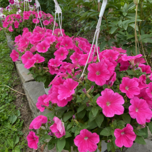 pink cosmo petunias in a white hanging basket