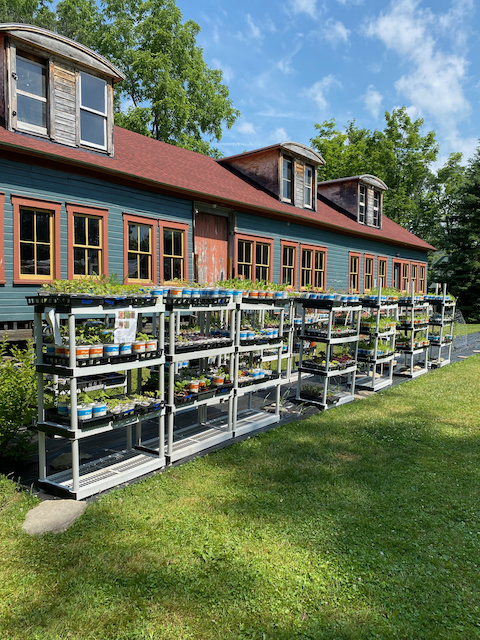 Racks of flower seedlings set up in front of the mill