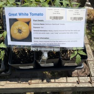 Tomato Great White  - 4 inch pot