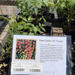 Tomato Supersweet 100 Cherry - 6-pack