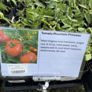 Tomato Mountain Princess  - 4 inch pot