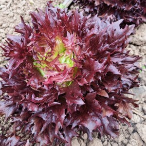 Lettuce Balls Afire  - 6-pack