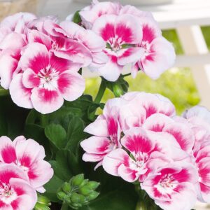 Two toned geranium bloom with a dark pink center and light pink edges