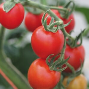 Small, red tomatoes on a vine