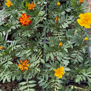 Small french marigolds in shades of orange and yellow