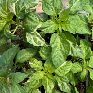 top view of pepper plants with variegated leaves