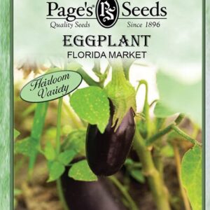Eggplant Florida Market  - 4 inch pot