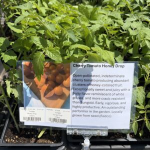 Tomato Honey Drop Cherry - 4 inch pot