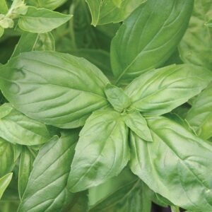 large green shiny leaves with deep veins