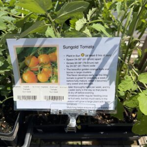 Tomato Sun Gold Cherry - 4 inch pot
