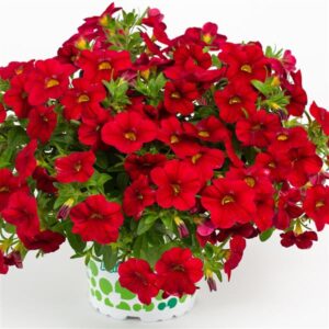 Small, bright red petunia-like blossoms on a dense plant