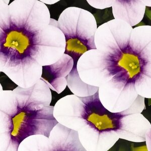Numerous, small petunia-like light purple blossums