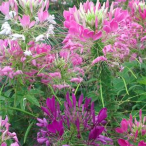 tall stems with fireworks like spiky flowers of pink, purple, and white.