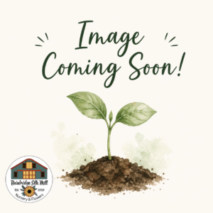 Image Coming Soon