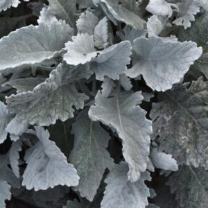 Silvery white foliage of traditional dusty miller with smaller lobes