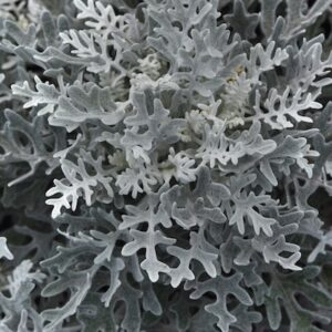 Dusty miller with grey-white, heavily lobed foliage
