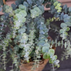 blue gray, round foliage on long stems