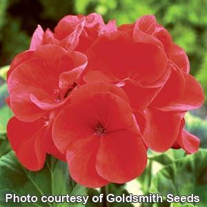 Traditional geranium form with bright red flowers.