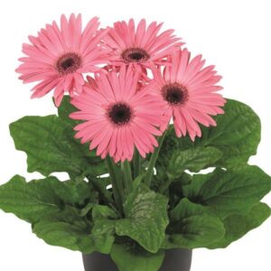 Open-faced, daisy-like flower with pink petals and a dark center