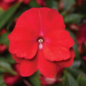 Cherry red flower of a florific new guinea impatien