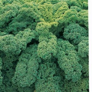 Blue-green, highly curled leaves of winterbor kale