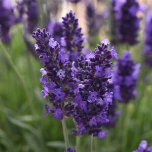 Lavender with dark purple clusters of flowers