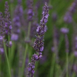 elongated spikes of dark purple flower clusters of phenomenal lavender
