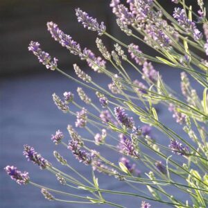 Purple clusters of flowers of platinum blonde lavender