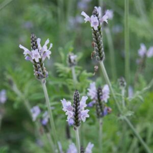 fern-leaf lavender with small, pale blue-violet tassel-like flowers