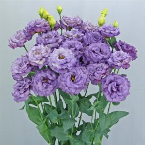 Lisanthus with ruffled light purple rose-like flowers