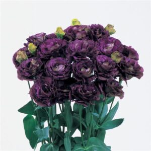 Dark purple, ruffled rose-life flower