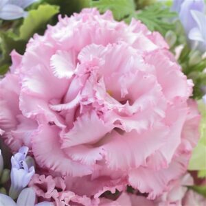 Ruffled rose-like pink lisianthus bloom