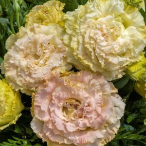 Pale peach and yellow ruffled lisianthus blooms
