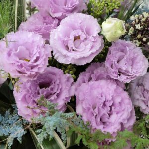 Ruffled rose-like lavender color lisianthus blooms