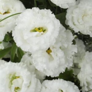 Pure-white ruffled, rose-like lisianthus blooms