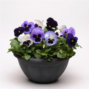 a mixture of white, pale blue, purple, and dark purple pansy plants in a pot