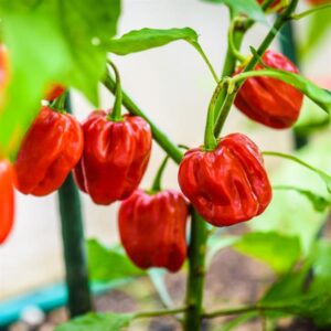 Small, wrinkled, bright red habanero peppers on a plant