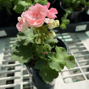 Potted geranium with peachy salmon double blooms.