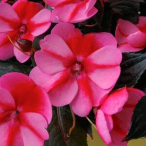 Close up of heart-shaped pink petals with red stripes of an impatien