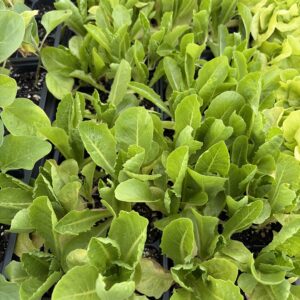Lettuce Romaine - 6-pack